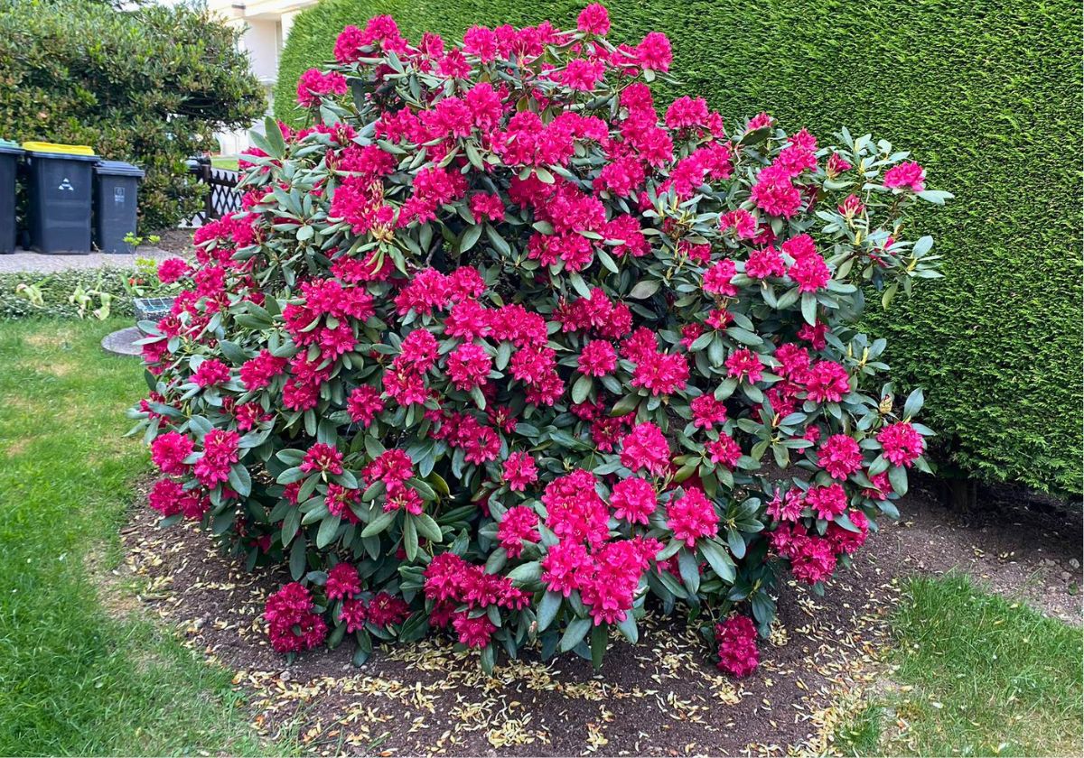 Garten- & Beetpflege in Bad Honnef