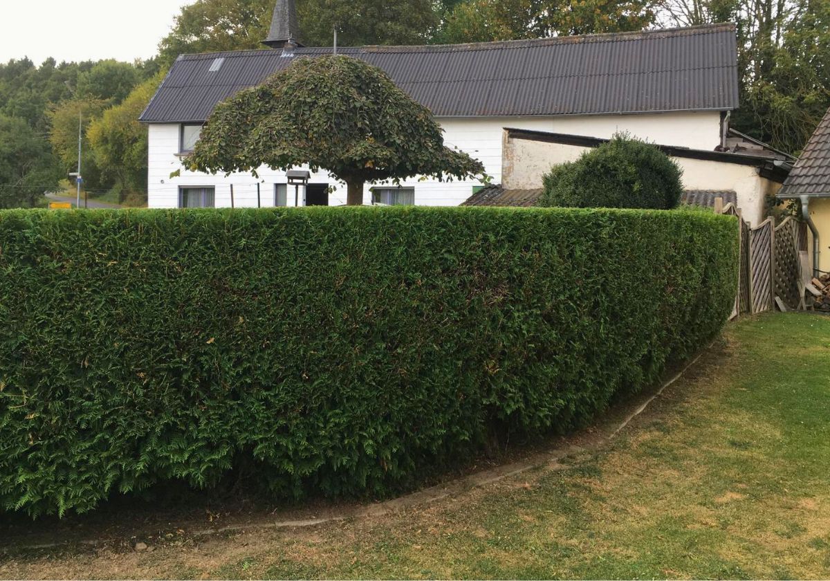 Hecken- & Gehölzschnitt in Bad Honnef