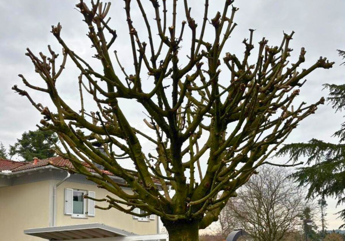 Hecken- & Gehölzschnitt in Bad Honnef