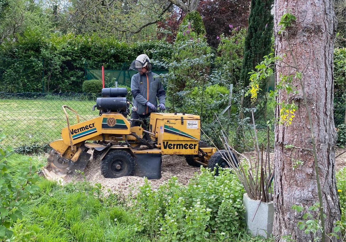 Völlmert in Bad Honnef beim Baumstumpffräsen